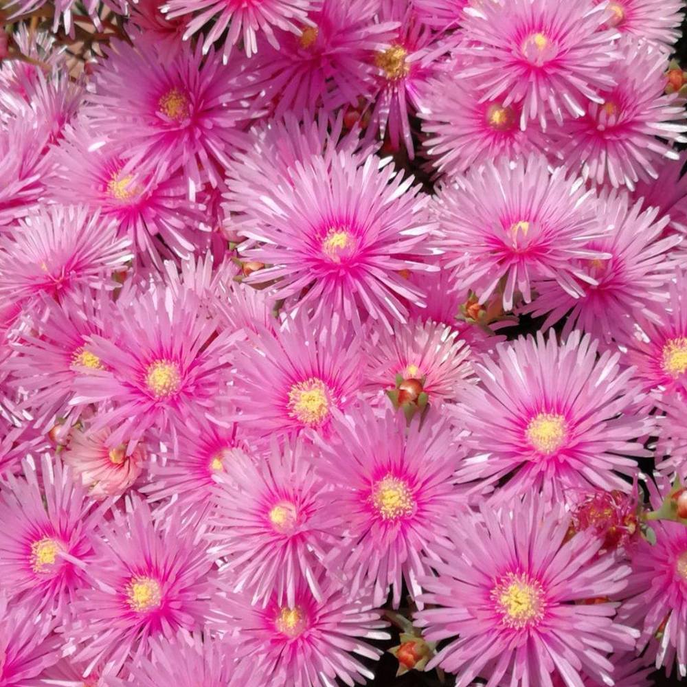 Meet your Posher, Thiam see